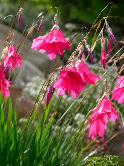 Dierama dracomontanum