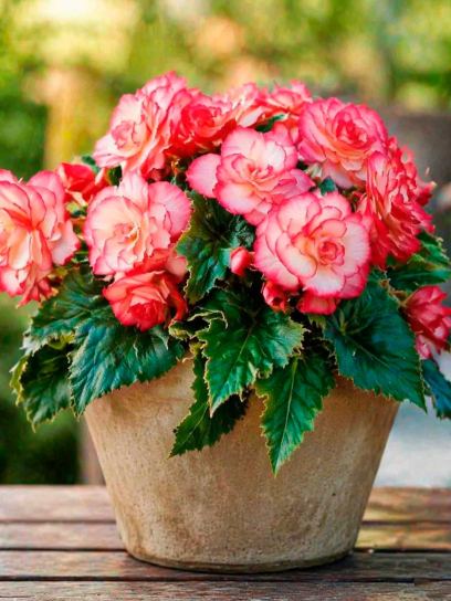 Begonia "Bouton de Rose"