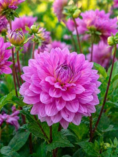 Dahlia "Bluetiful"