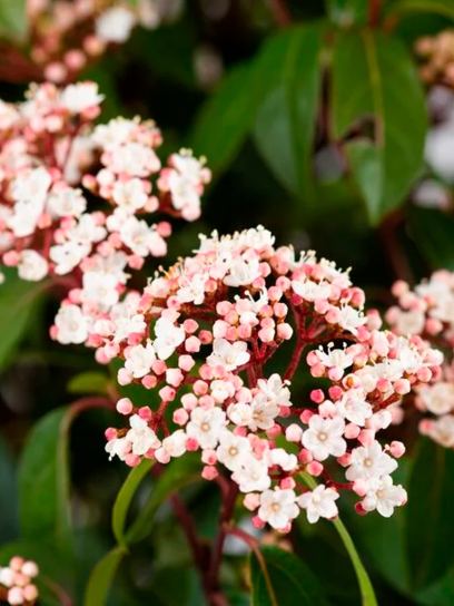 Viburnum "Ladybird" container (C2)