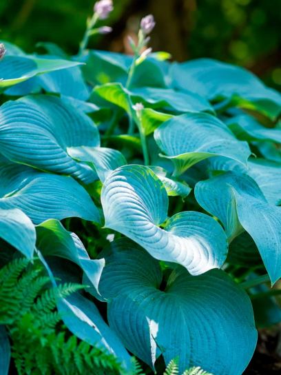 Hosta "Blue Angel"