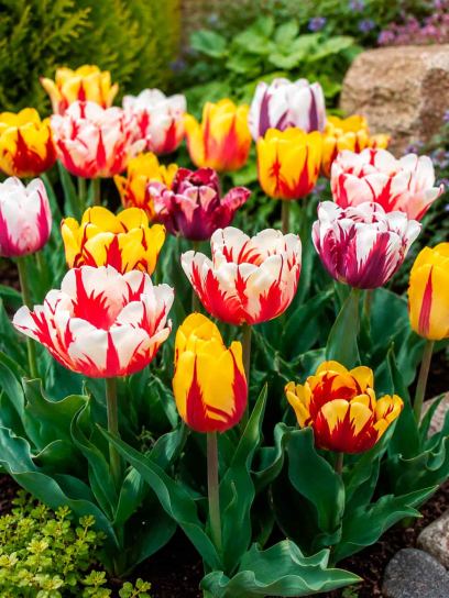 Tulipa -Rembrandt Tulip Mix-