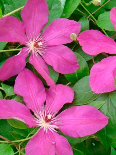 Clematis "Kommerei" container (C2)