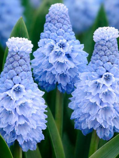 Muscari azureum