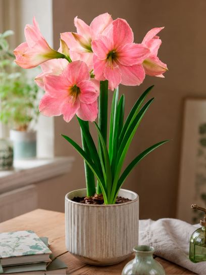 Hippeastrum "Sweet Star"