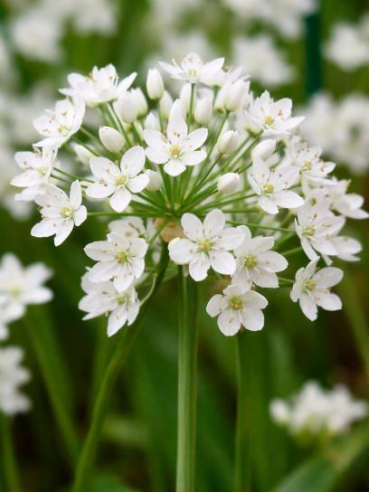 Allium cowanii
