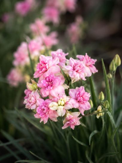 Rhodohypoxis baurii "Lily Jean"