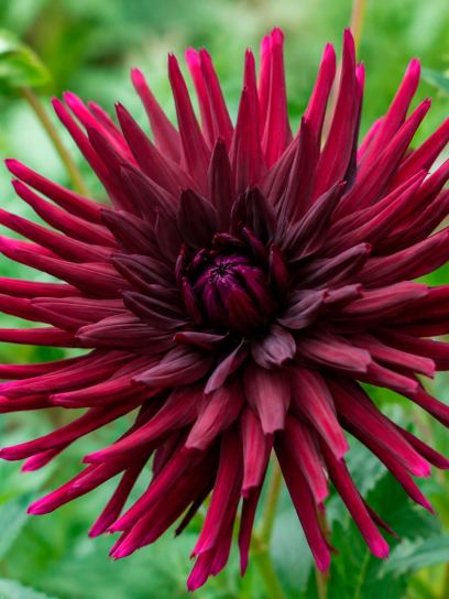 Dahlia "Summer Night"