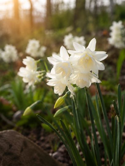 Narcissus "Sunlight Sensation" -250 stuks-