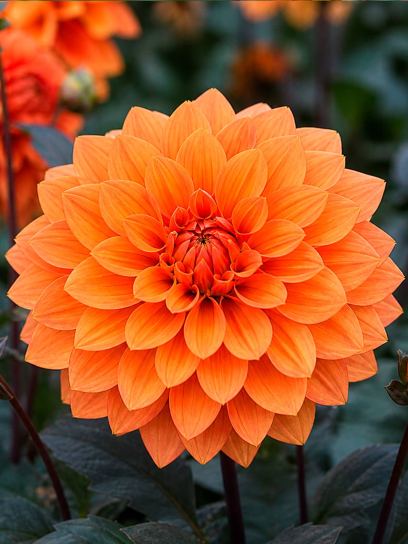 Dahlia "Missis Trucella"