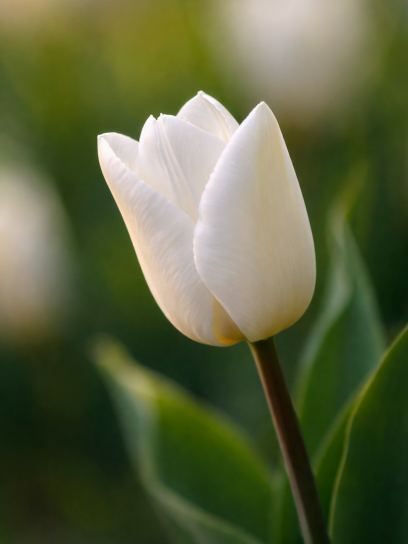 Tulipa "White Prince"