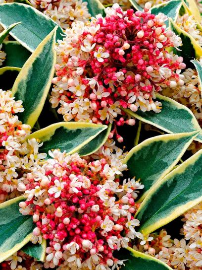 Japanese Skimmia ‘Mystic Marlot’ container (P13)