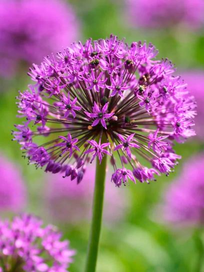 Allium "Venus"