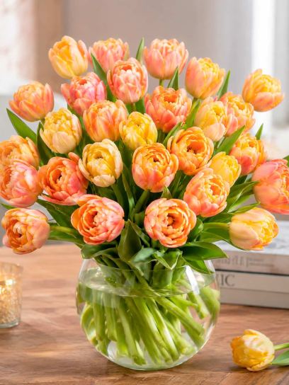 Tulip 'Creme Upstar'