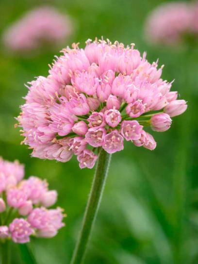 Allium "Sugar Melt"