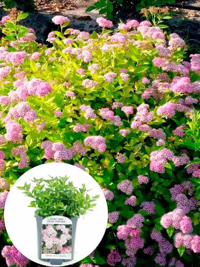 Spiraea japonica "Little Princess" contentor (Р17)