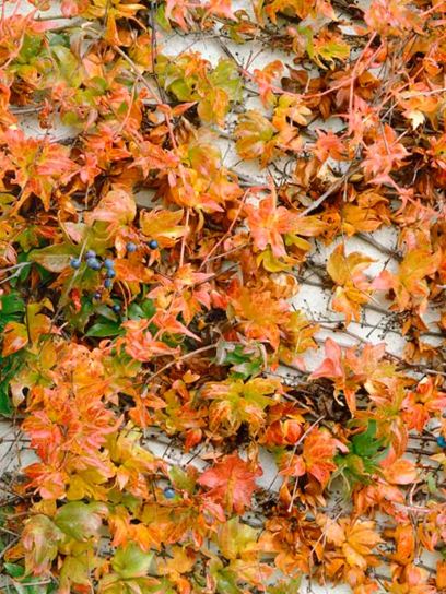 Boston Ivy "Thomsonii" container (C3)