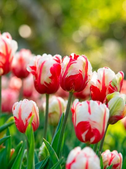 Tulipa "Estella Rijnveld"