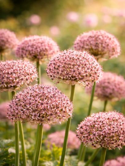 Allium "Starlight"