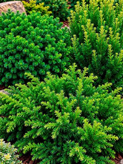 Yew Garden Collection – 3 Plants