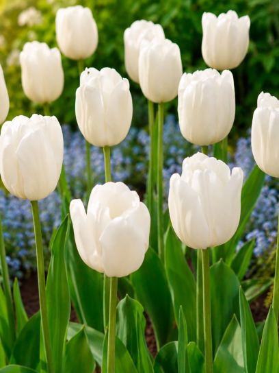 Tulipa "Maureen"