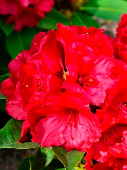 Rhododendron "Nova Zembla" container (C4)