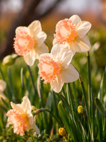 Narcissus "Mon Cherie"