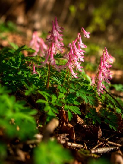 Corydalis solida