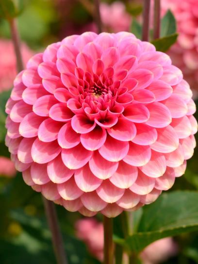 Dahlia "Burlesca"