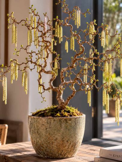 Hazel ‘Medusa’