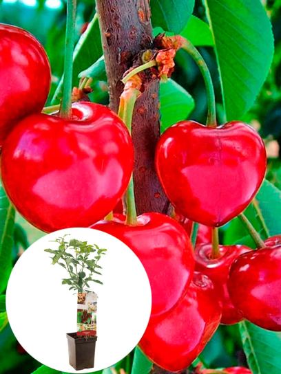 Sweet Cherry "Lapins" container (P18)