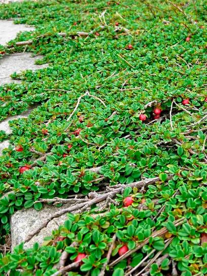 Cotoneaster "Streibs Findling" Container (P0.5)