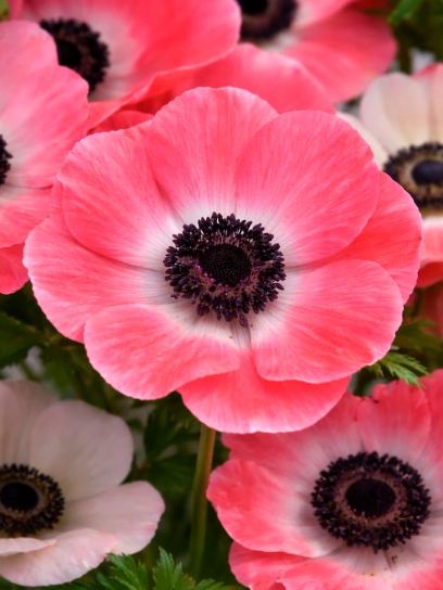 Anemone coronaria MISTRAL PLUS "Rosa Shocking"