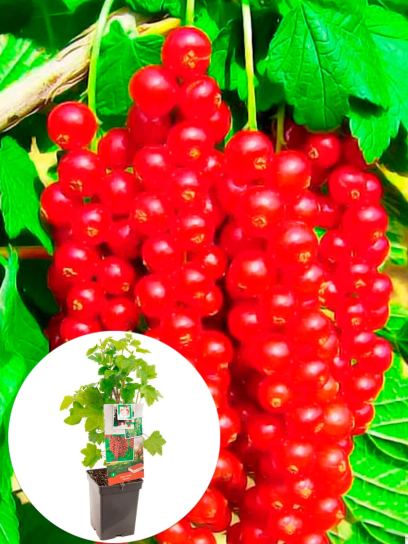 Redcurrant "Rovada" container (P18)