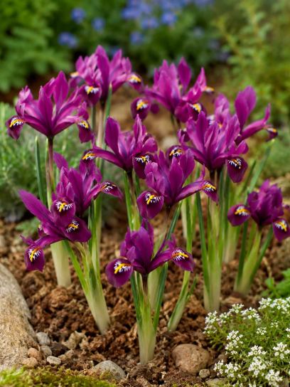 Iris reticulata "Rejoice"