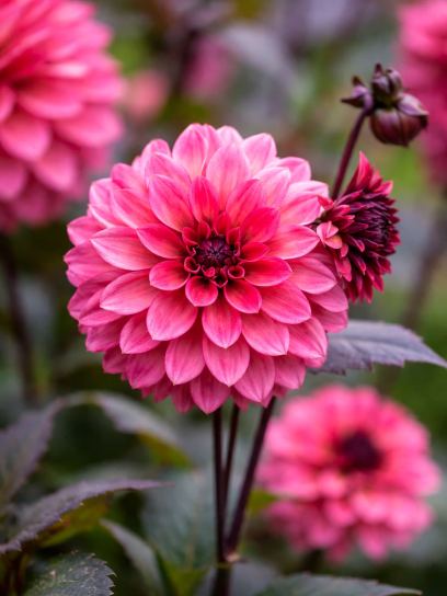 Dahlia "Night Silence"