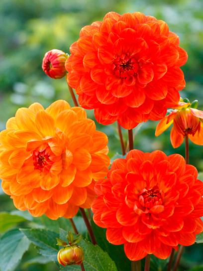 Dahlia "Graceland"