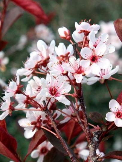 Susino a foglie rosse "Cistena" contenitore (C3.4)