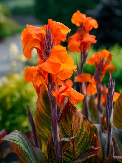 Canna "Durban"