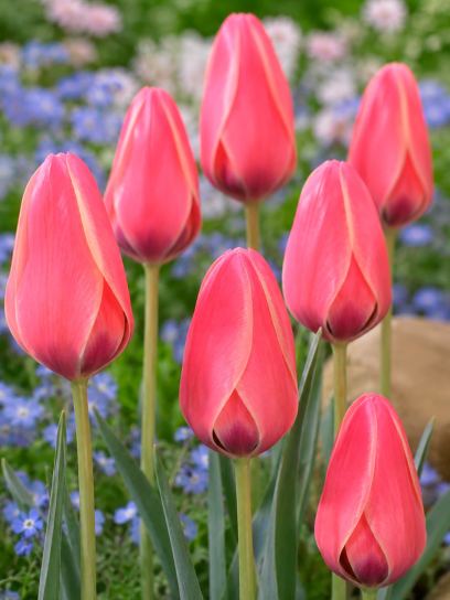 Tulipa clusiana "Annika"
