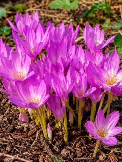 Colchicum "Lilac Wonder"