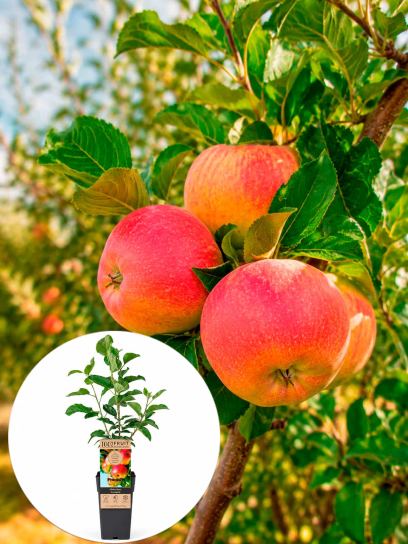 Malus domestica "Jonagold" container (Р15)
