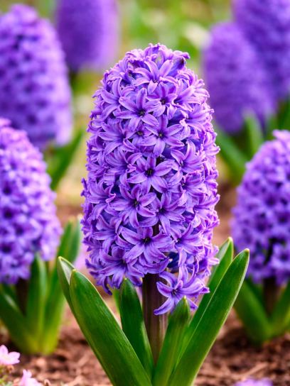 Hyacinthus "Blue Jacket"