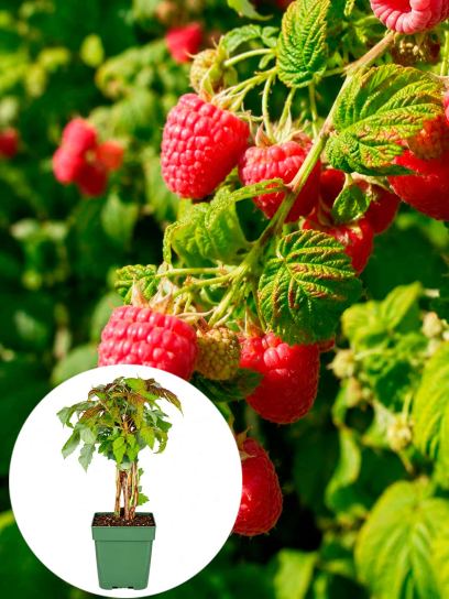 Raspberry 'Autumn First' container (P13)