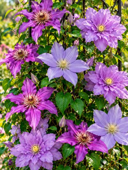 Clematis Blue & Purple Collection – 3 Plants