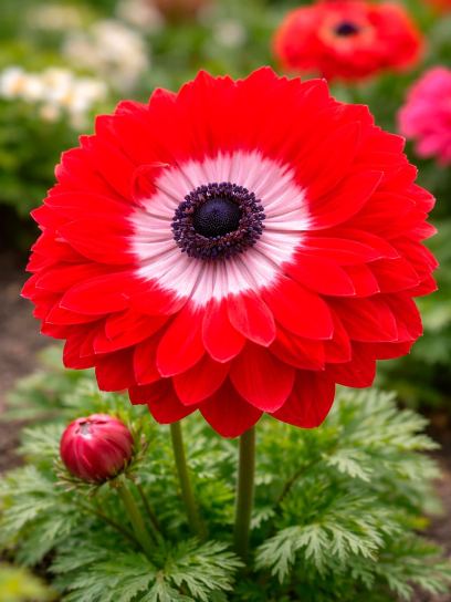 Anemone coronaria LEVANTE-Rosso-