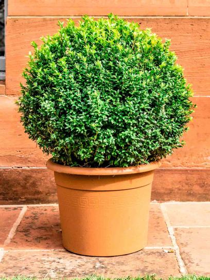 Boxwood "Sempervirens Arborescens" container (C2)