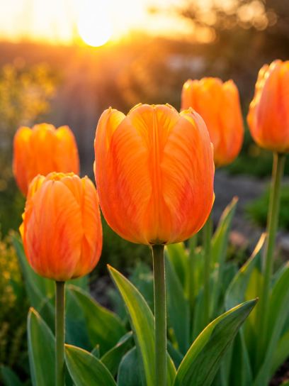 Tulip "Blushing Apeldoorn"