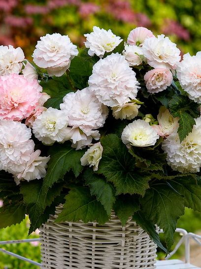 Begonia "Wummi Appelbries"