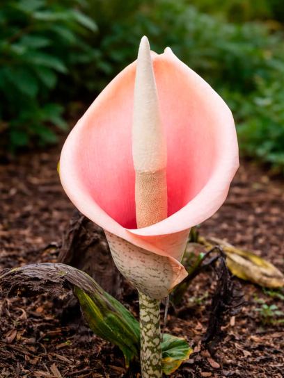 Amorphophallus bulbifer